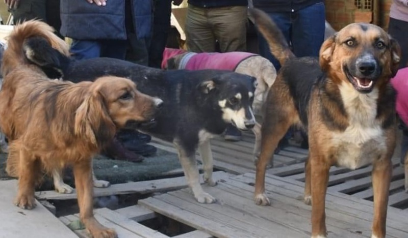 Son 3 casos de rabia humana identificados este año en Bolivia