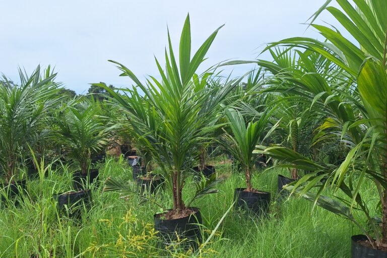 Entregan más de 8.000 plantines de palma aceitera en dos municipios de Beni