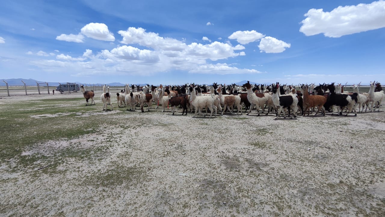 En Oruro entregan infraestructura productiva y maquinaria para fortalecer producción de camélidos