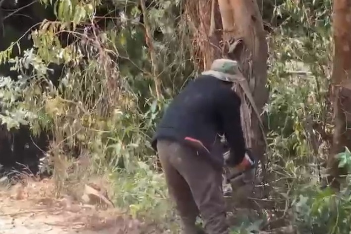 Denuncian que afines a Evo talan árboles para bloquear las principales vías en Cochabamba 