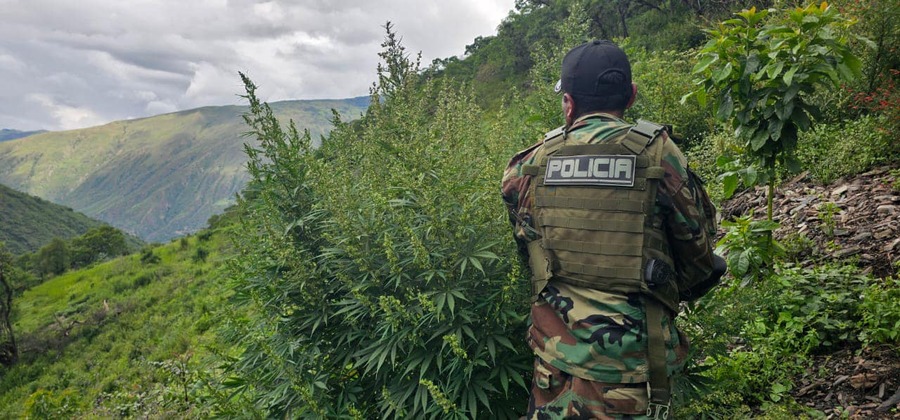 Felcn destruye e incinera plantaciones de marihuana en La Paz