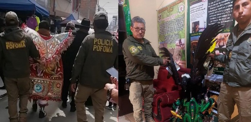 Policía secuestra 11 quirquinchos y un cóndor disecados en el Carnaval de Oruro