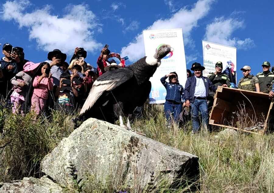 Liberan al cóndor Wiñaypaq en un cerro del municipio de Vacas tras recuperarse de una infección