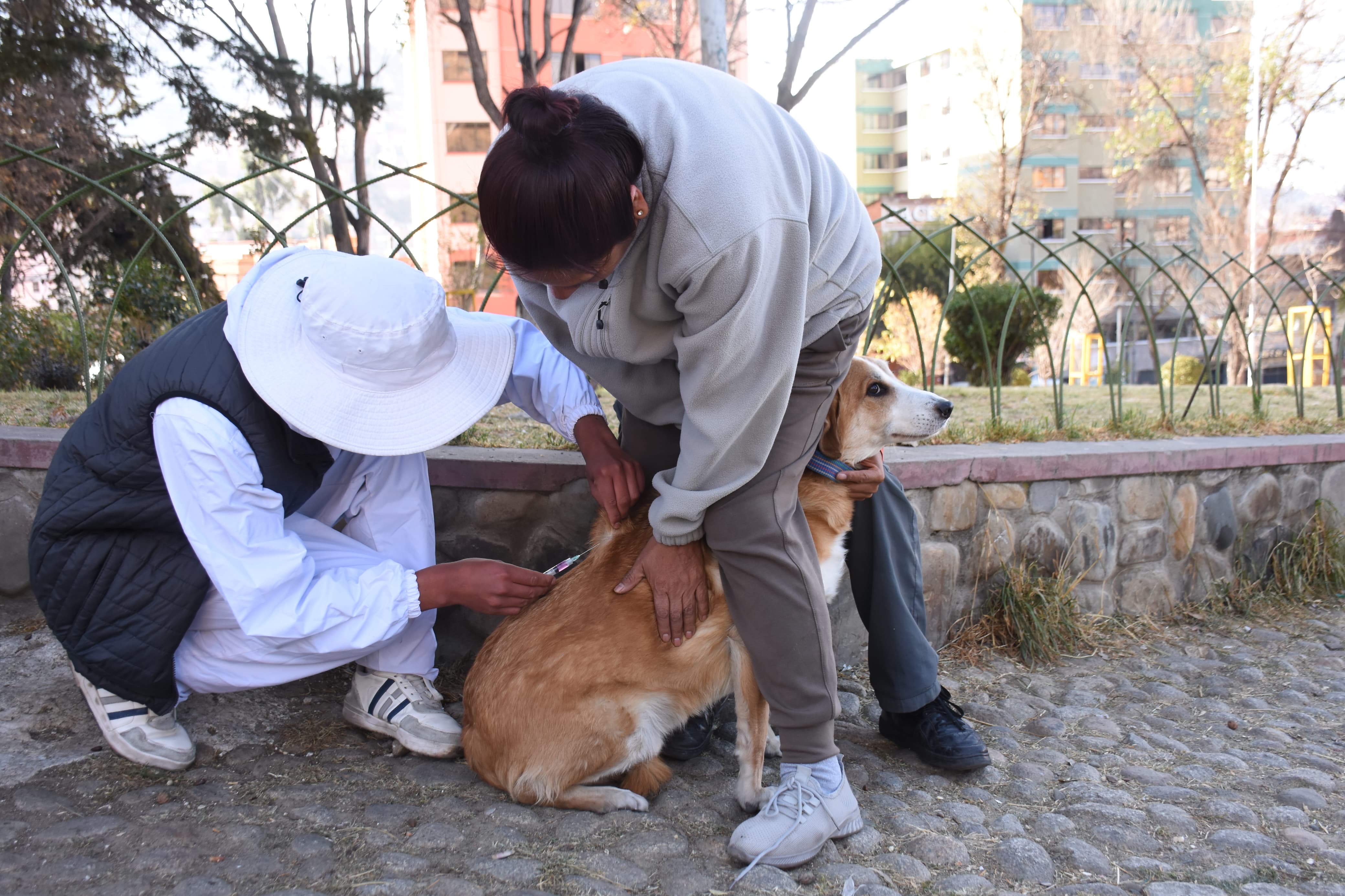 Más de un millón de canes y gatos fueron vacunados en la campaña antirrábica