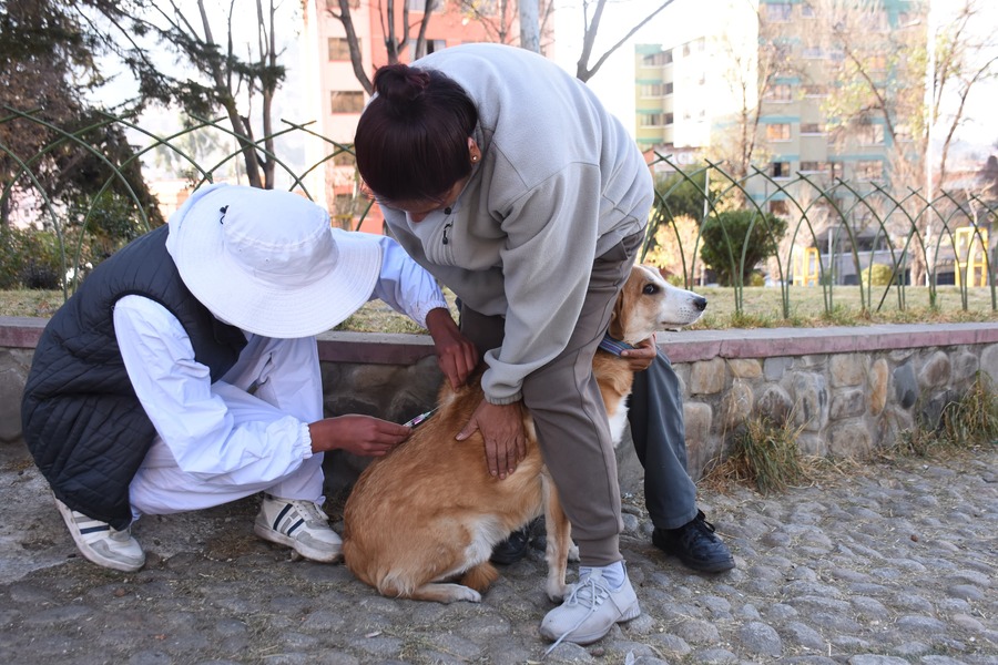 Campaña de vacunación antirrábica en El Alto llegó al 87,5 % y se prolongará para llegar a zonas de baja cobertura