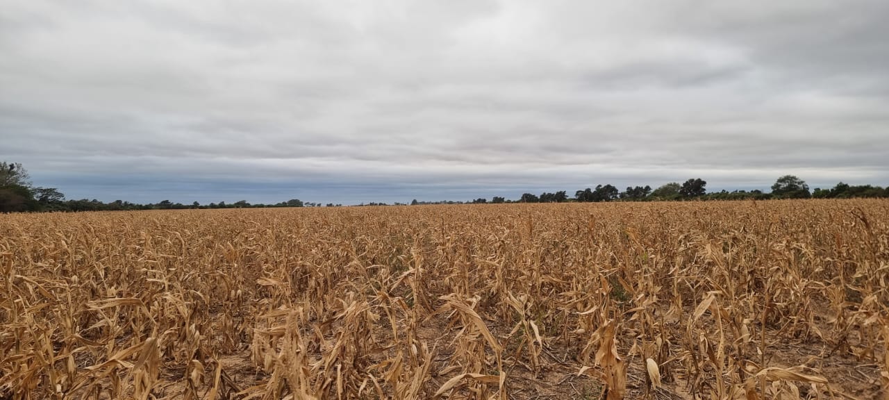 Anapo estima disminución del 70% en producción de granos a causa de la sequía