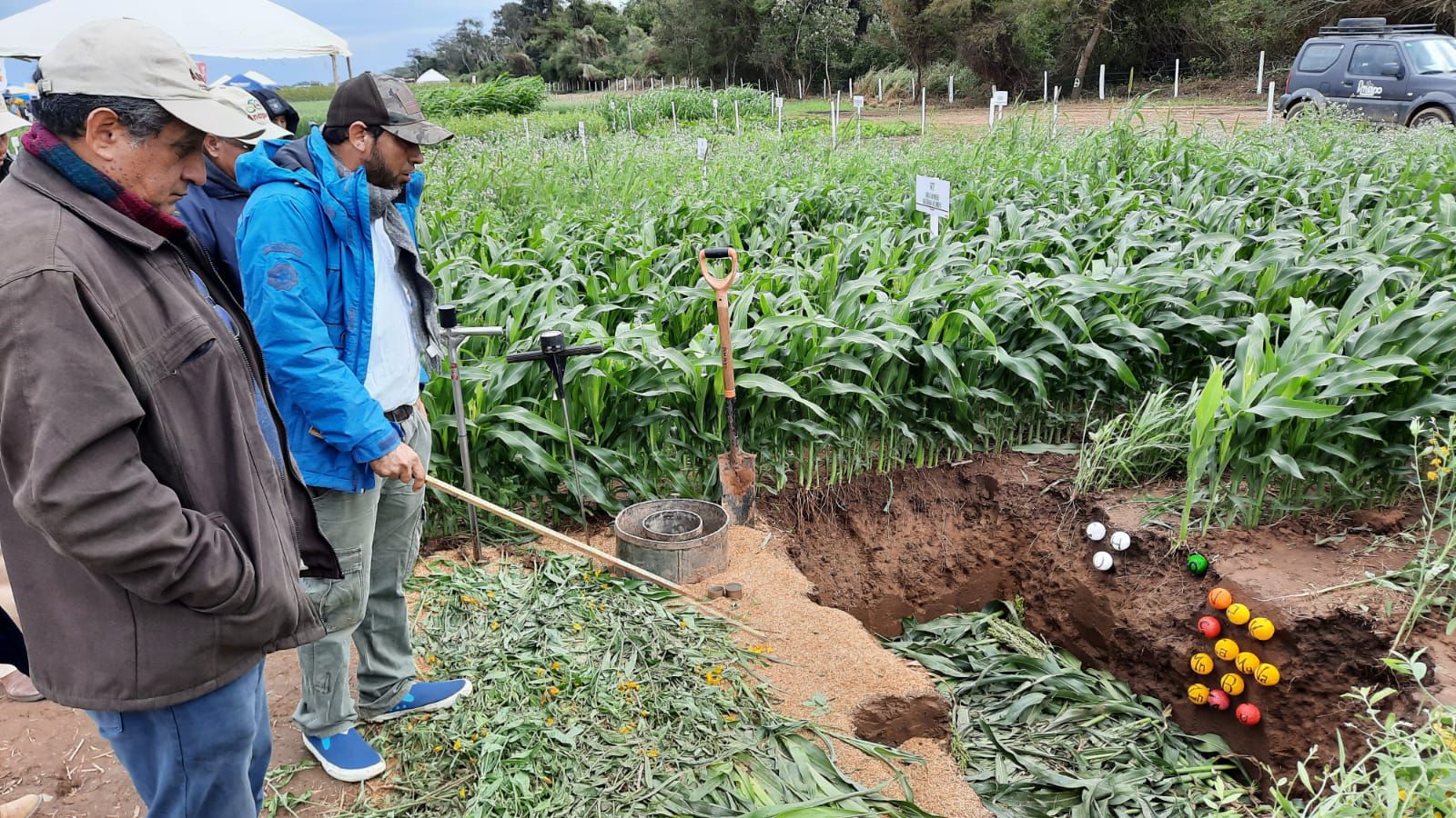 Anapo: 80% de la siembra de granos es a través de técnicas de producción sostenible