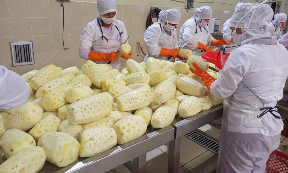 Gobierno destina Bs 3,24 millones al acopio de piña y palmito en el Trópico de Cochabamba