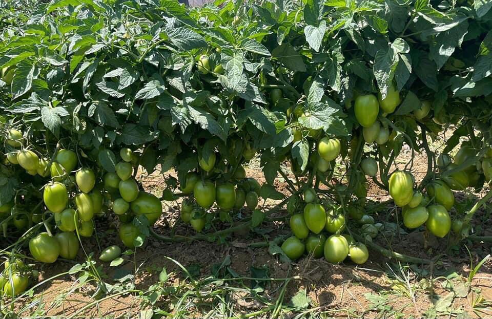 Producción de tomate baja en 60% en Tarija y en 20% en Cochabamba 