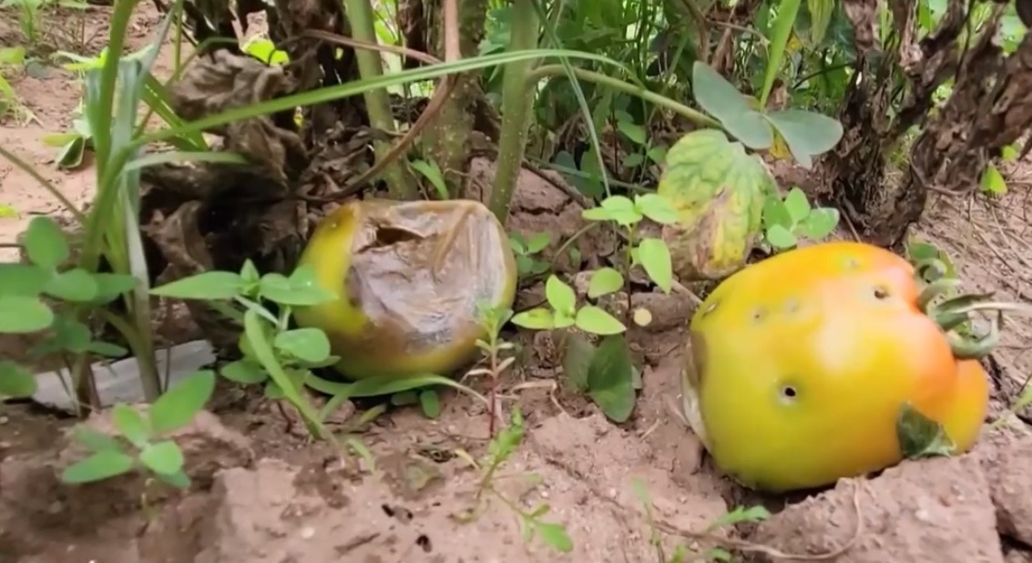 “Gusano perforador” afecta 150 hectáreas de cultivo de tomate en Mairana y Pampa Grande