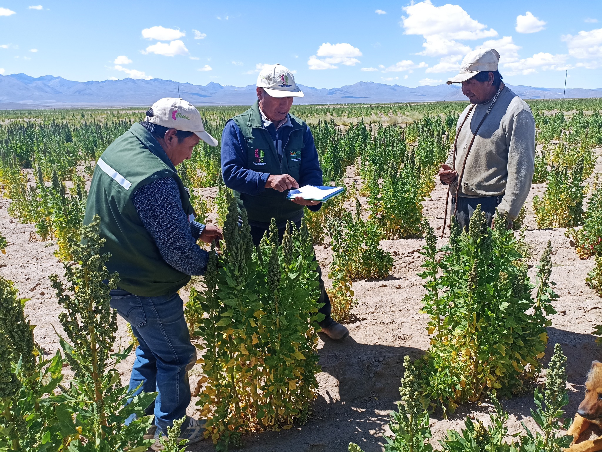 Bolivia exportó 10.000 toneladas de quinua por un valor de $us 30 millones entre 2022 y 2023