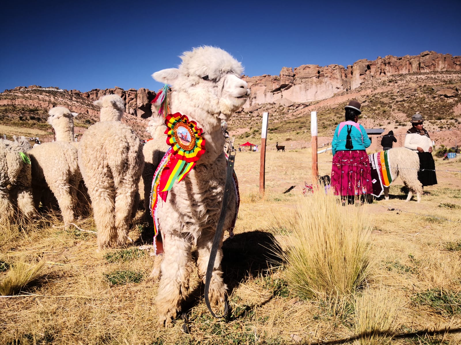 Pro – Camélidos inyecta Bs 170 millones para beneficio de 25.000 familias productoras