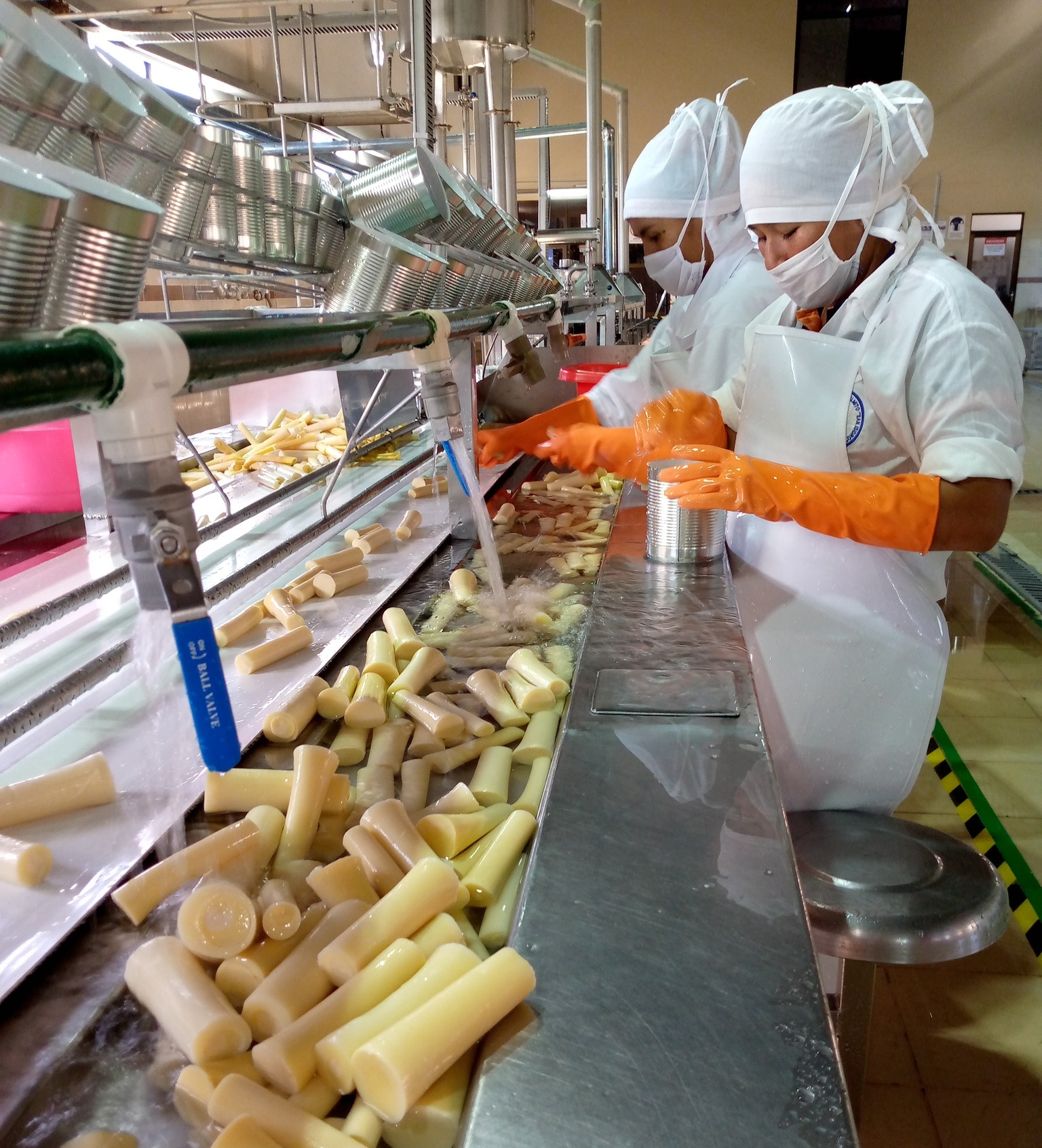 Insumos Bolivia aumentará acopio de piña y palmito con inyección de Bs 6,7 millones este año