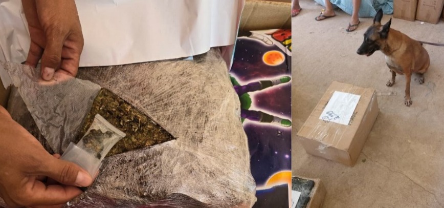 Can detecta siete kilos de marihuana en una bodega de transporte de Puerto Quijarro 