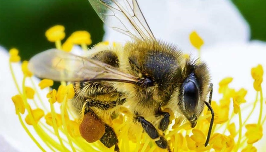 Las abejas polinizan más del 70% de alimentos que consume el ser humano, piden su protección 