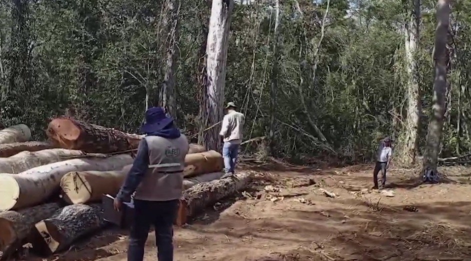 En San Ignacio de Velasco secuestran troncas de madera ilegal valuadas en Bs 130.000
