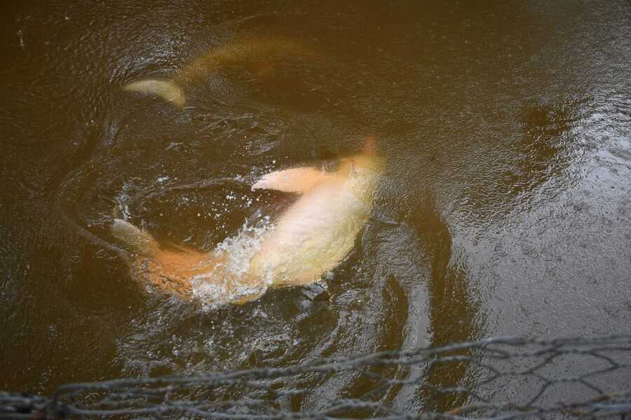 Bufeos trasladados y liberados en el río Isiboro se “desenvuelven en libertad y en su hábitat natural”