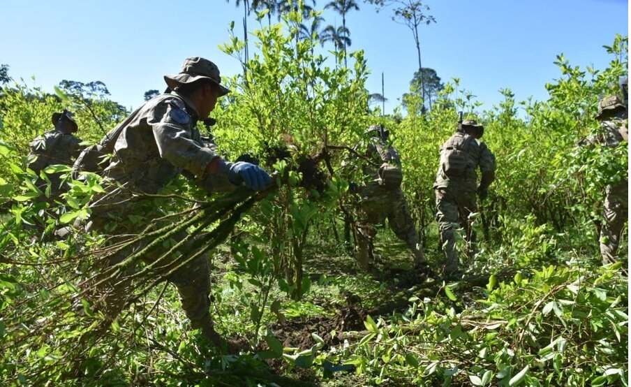 En más de tres años erradican 33.788 hectáreas de coca, 3.807 hectáreas estaban en áreas protegidas
