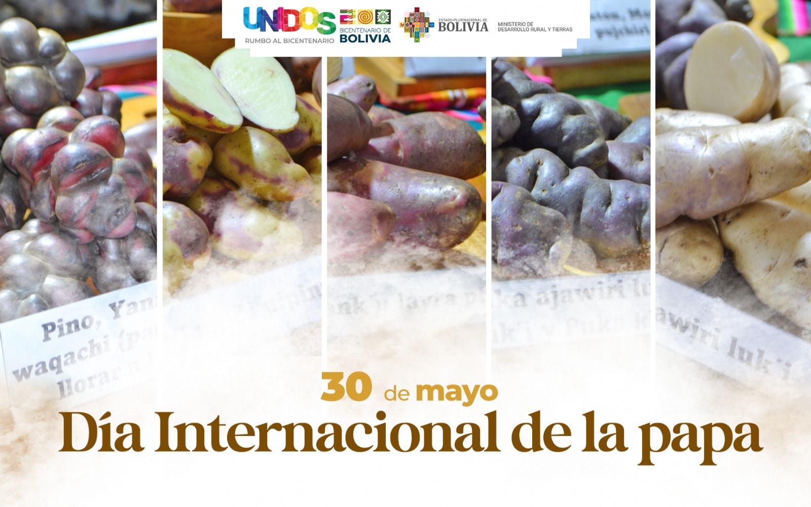 Bolivia tiene más de 1.200 variedades mejoradas de papa, Gobierno invierte Bs 767 millones en mejorar su producción