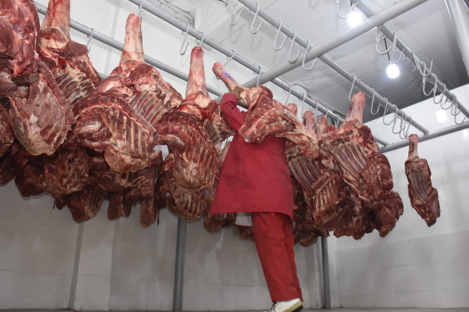 Exportaciones de carne bovina superan récord y llegan a $us 144 millones a septiembre