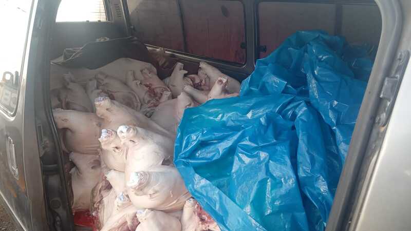 Decomisan 18.000 kilos y 18 piezas de carne de cerdo con destino a Perú