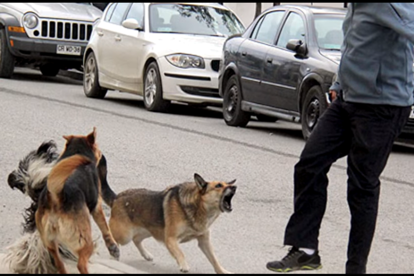 Reportan nuevo caso y suman 24 canes detectados con rabia canina en Cochabamba