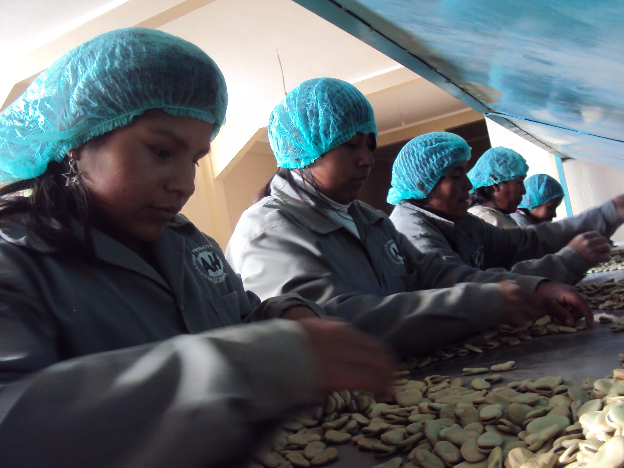 Pequeños productores de Potosí exportan 20 toneladas de haba seca a España