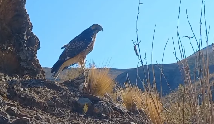Águila encontrada en un basural fue liberada en el área protegida de Chusaqueri