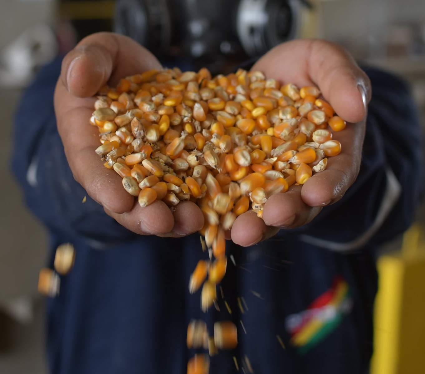 Emapa dispone de 80.000 toneladas de maíz a precio subvencionado para el sector pecuario