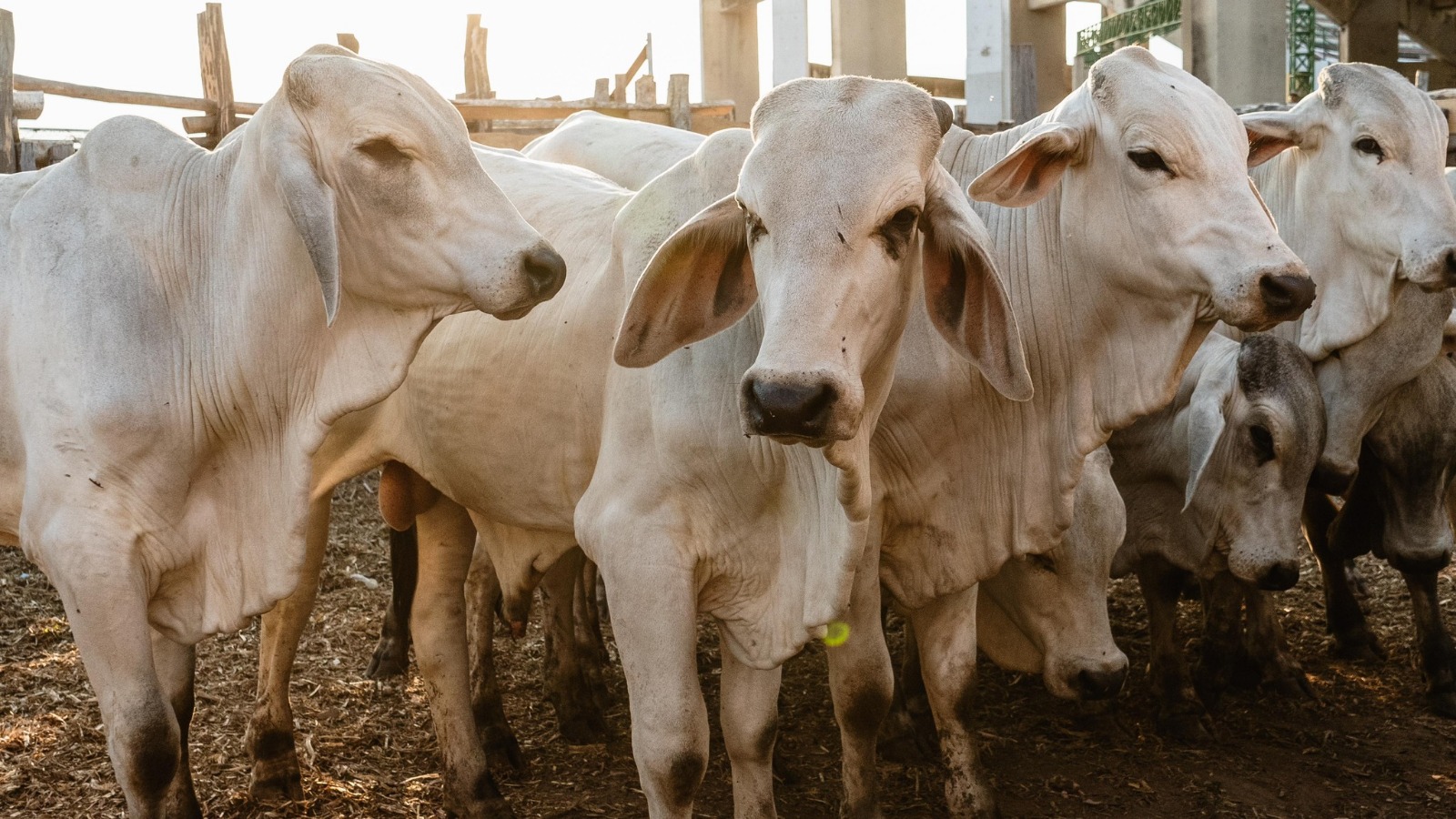 Entregan 154 vaquillas y toros reproductores para fortalecer producción ganadera en Yacuiba