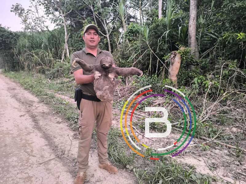 Pofoma rescata animales heridos de los incendios en la Chiquitanía