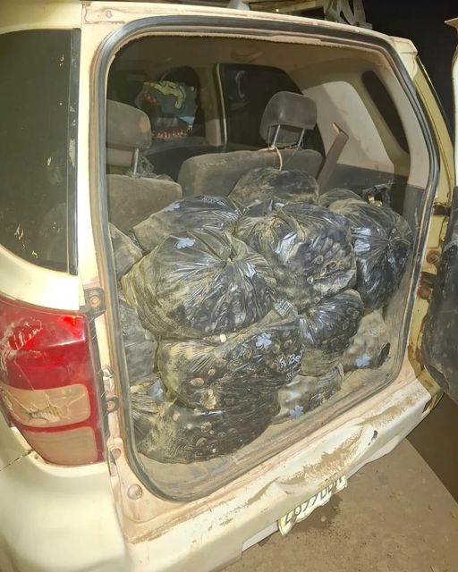 Aprehenden a mujer que trasladaba 11.000 huevos de tortuga en Beni