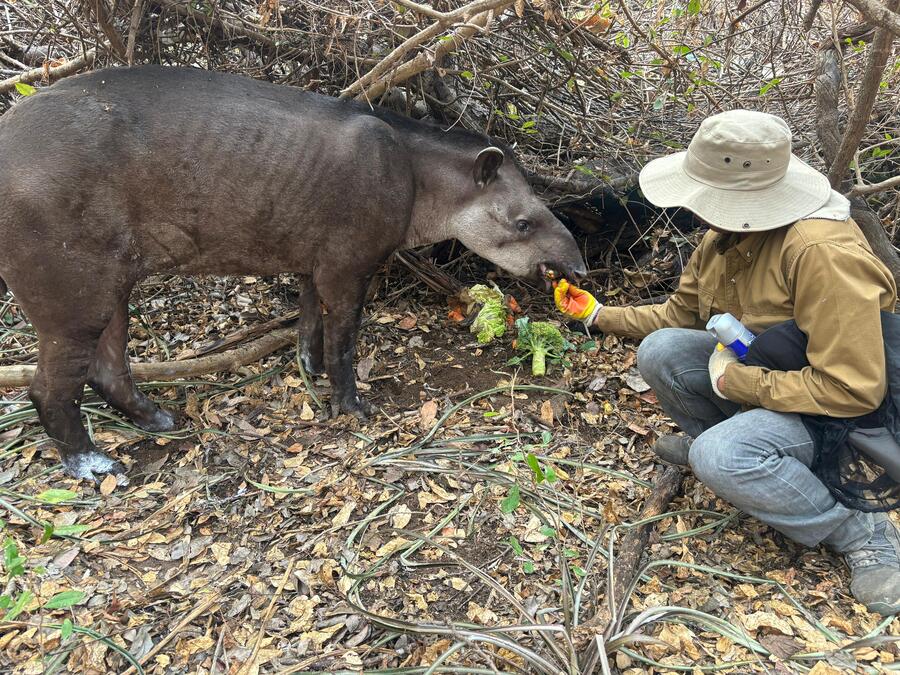 Brigadas de veterinarios voluntarios refuerzan rescate y atención de animales silvestre afectados por incendios 