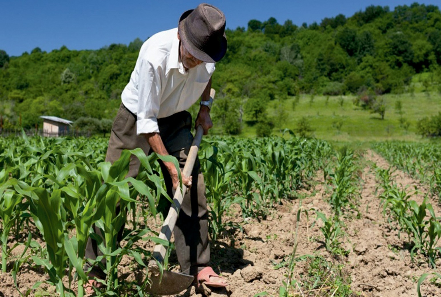 BDP transforma la vida de 35.837 unidades productivas cruceñas que aportan a la seguridad alimentaria