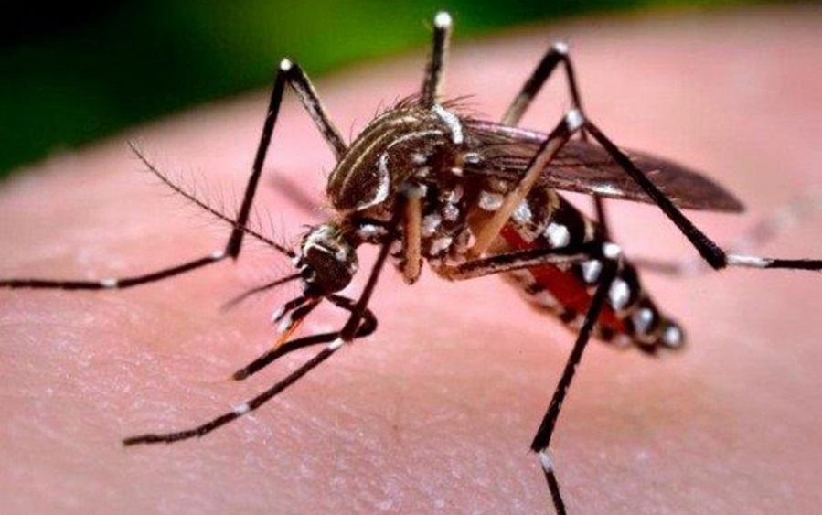 Sedes Beni reporta más de 300 casos de dengue por la época de lluvias prolongada