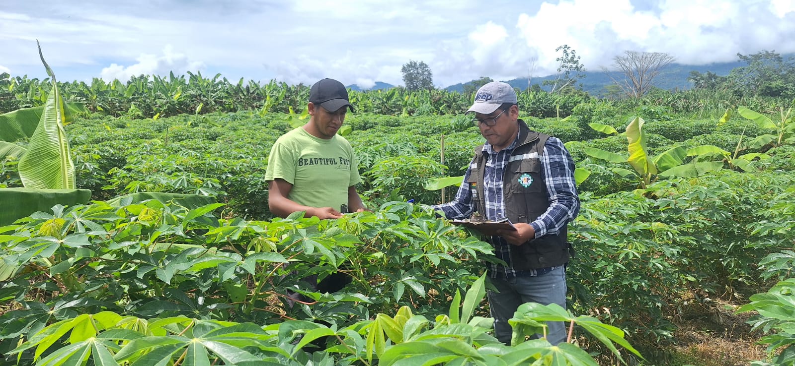 Asistencia técnica de personal de sanidad vegetal a los cultivos de yuca en Teoponte, La Paz. Foto: Senasag