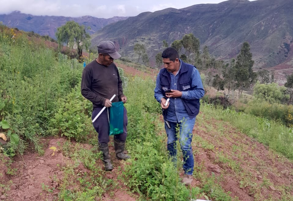 Instituto del Seguro Agrario (INSA) llevó a cabo la verificación y evaluación de los cultivos afectados en municipios de Chuquisaca. Foto: INSA