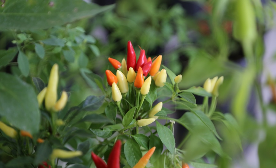 Festival “Tacú y Batán” propone reflexionar y disfrutar de los ajíes bolivianos y sus sabores