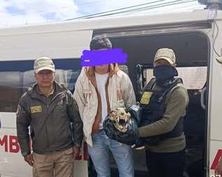 Joven es investigado por tráfico de vida silvestre tras ofertar el cráneo de un jaguar en redes sociales