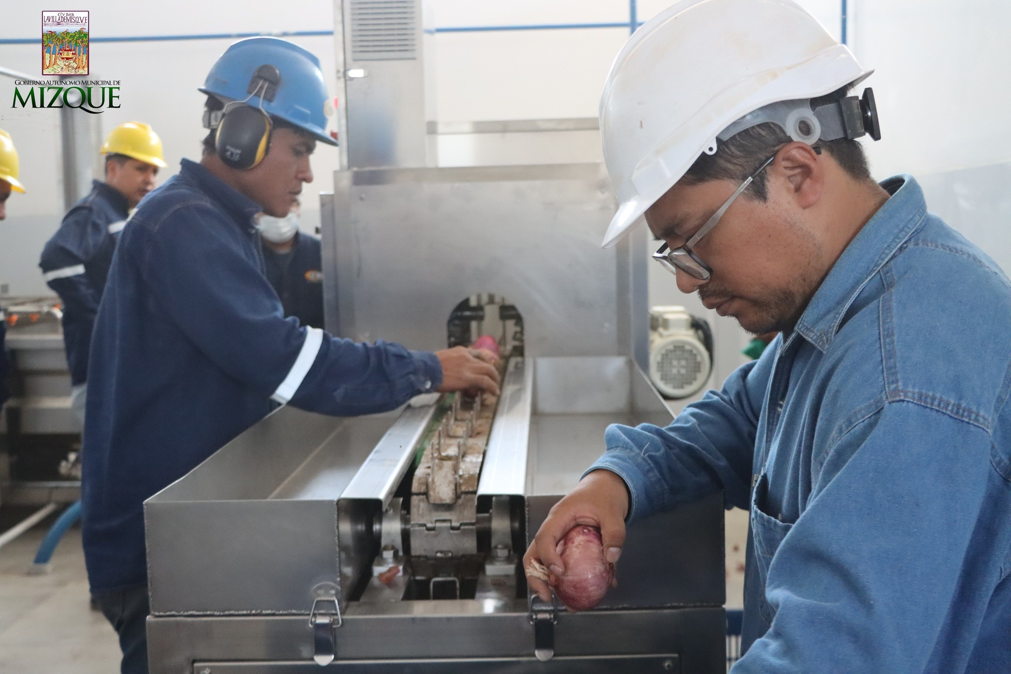 Este año comienza operaciones la planta procesadora de cebolla en Mizque