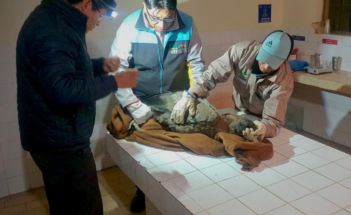 Operativo de rescate del cóndor andino en La Paz. Foto:Ministerio de Medio Ambiente y Agua (MMAyA)