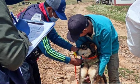 Reportan primer caso de rabia canina en Sucre y activan control epidemiológico