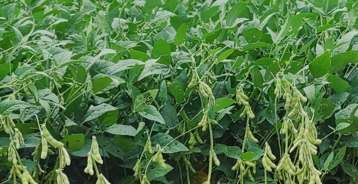 Ministro Flores informa de buena siembra de soya, arroz y maíz, garantiza provisión de alimentos