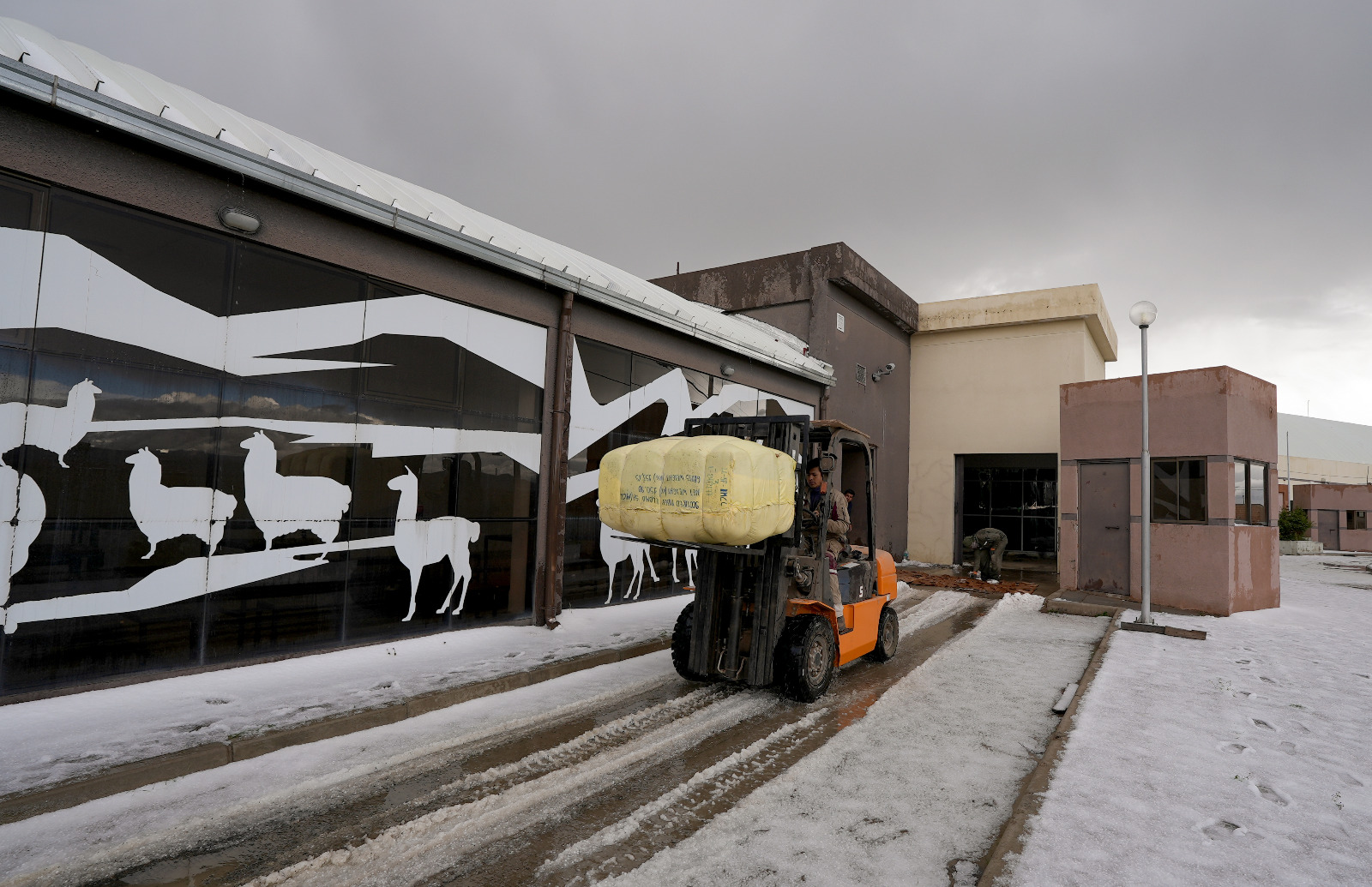 Empresa estatal Yacana exporta 14 toneladas de fibra de llama a China