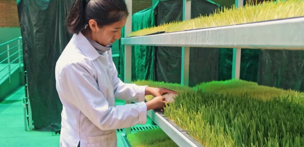 Siete centros de producción de forraje verde hidropónico garantizarán alimento nutritivo para el ganado