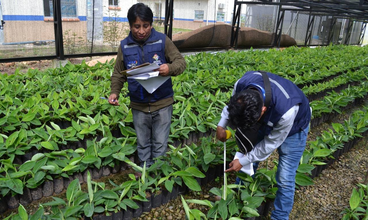 Certifican cuatro nuevas variedades de plantines de banano en los Yungas para su distribución y siembra  