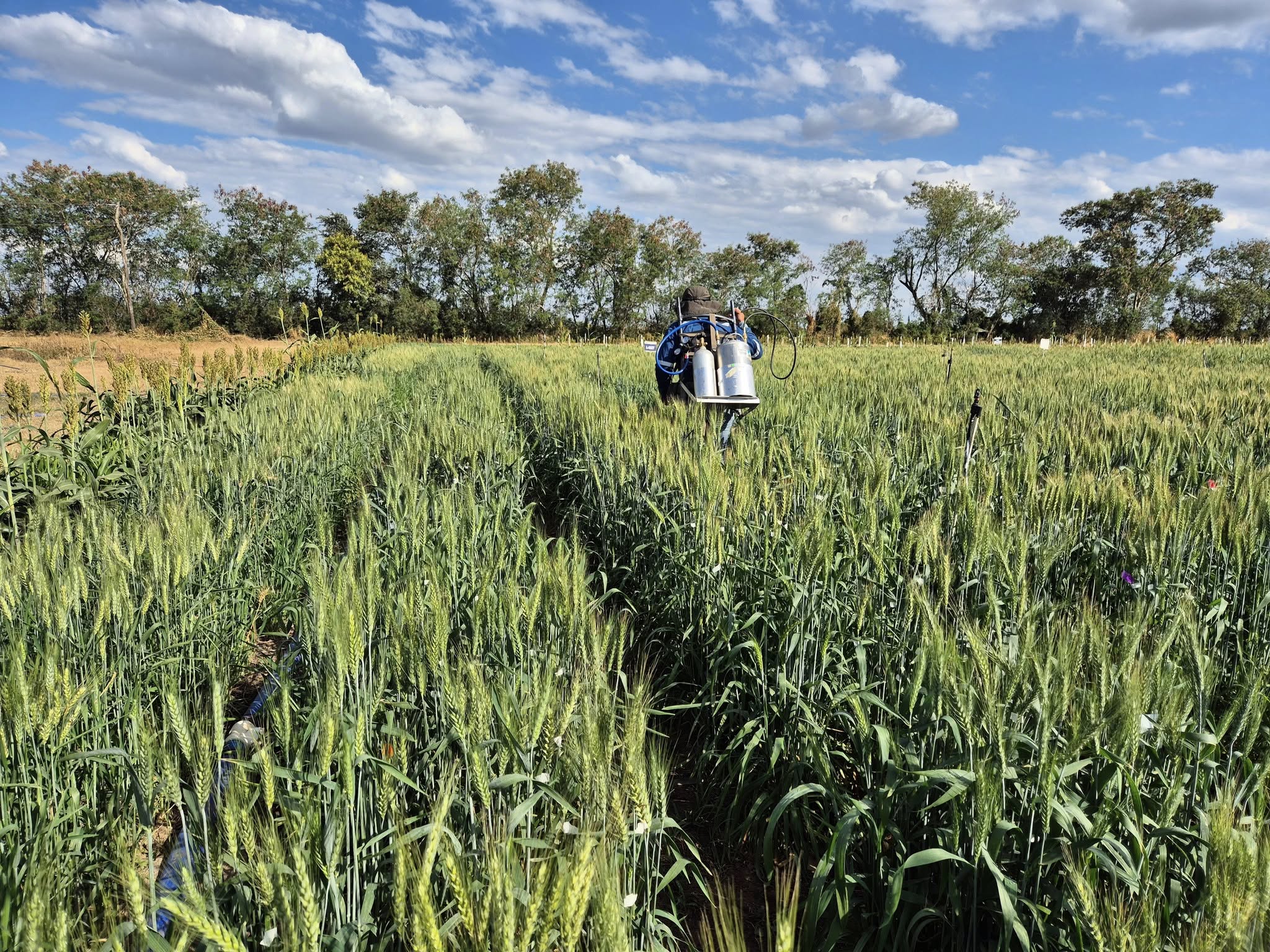 Evalúan sembradíos de trigo resistente a enfermedades en Santa Cruz