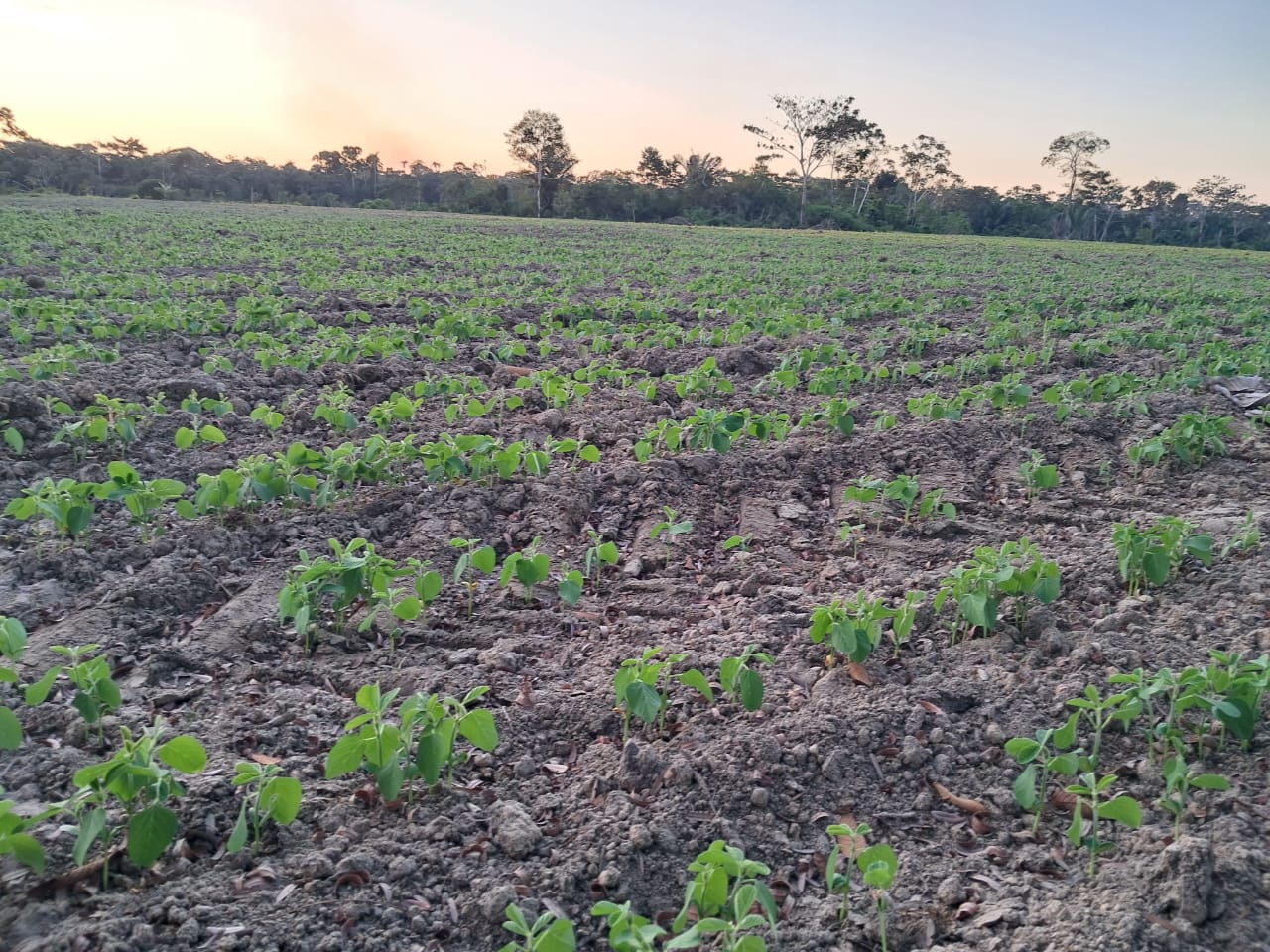 Siembra de soya llega a 220 hectáreas en el norte de La Paz