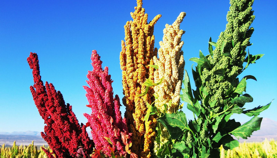 En San Pedro de Quemes avanza la construcción de la planta para industrializar la quinua