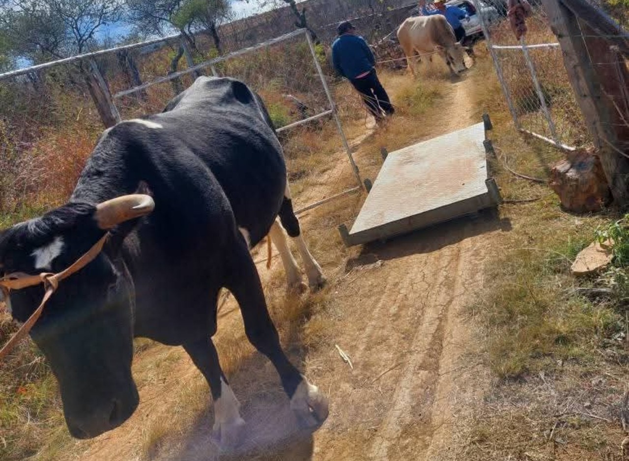Iniaf valida nuevas tecnologías para la alimentación bovina en el Valle Central de Tarija